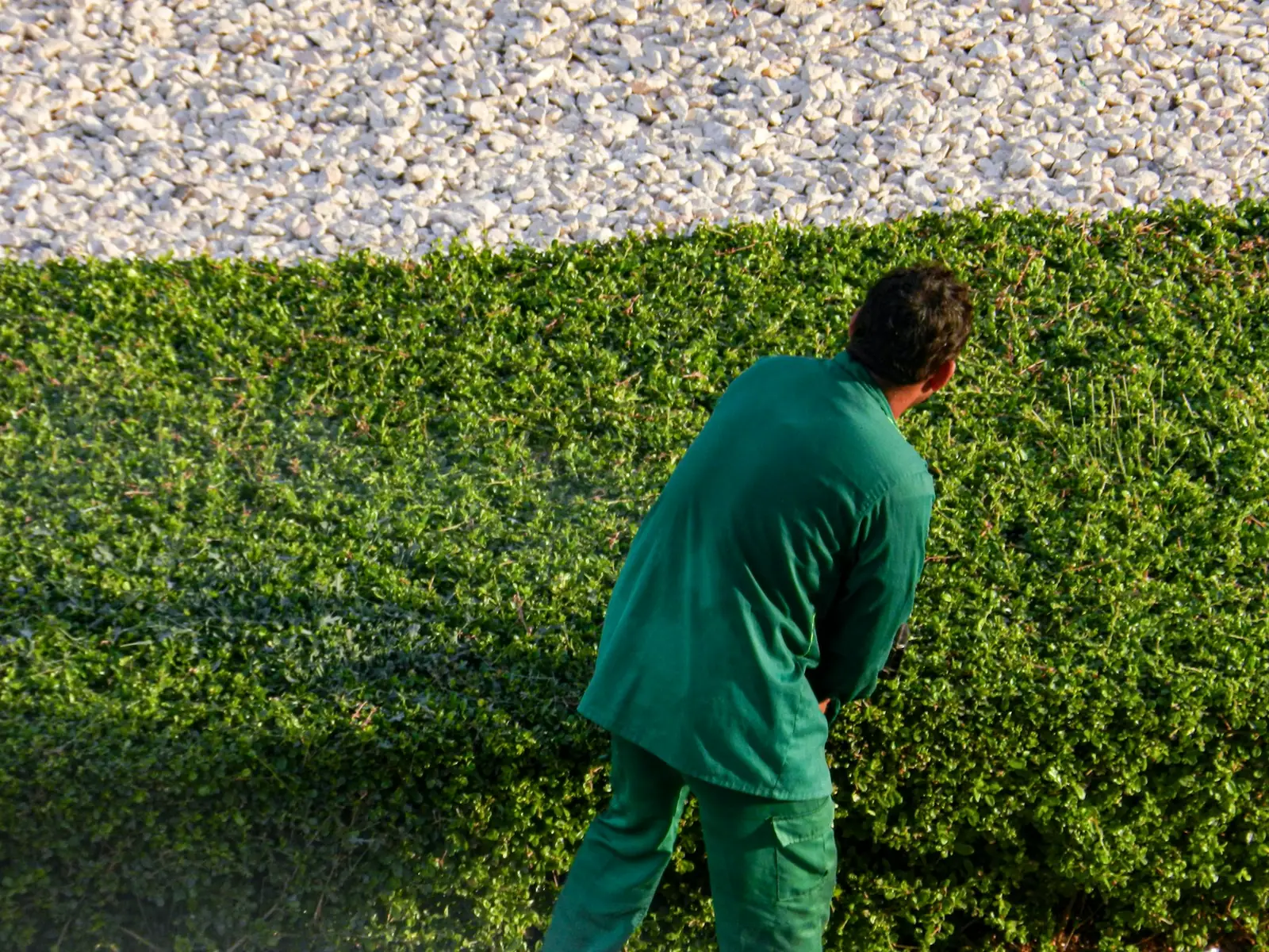 Jardinier en tenue verte taillant une haie